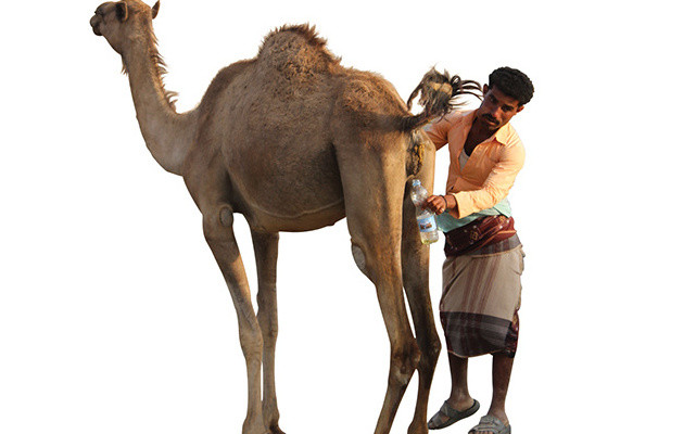 drinking-camel-urine-in-yemen-1413295408315